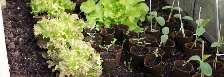 Verschiedene Gemüsesorten wachsen in einem Gewächshaus.